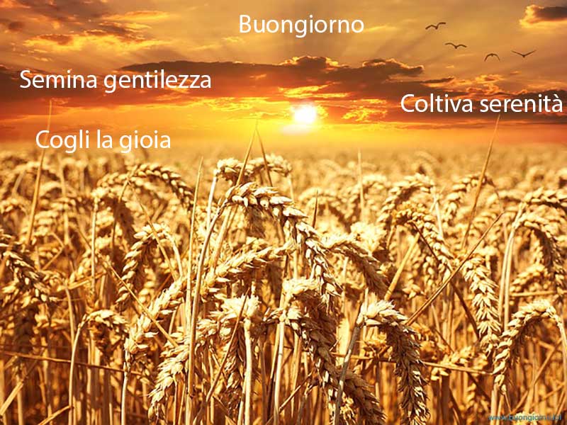 campo di grano sotto un cielo al tramonto